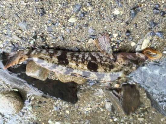 �����ʥ�