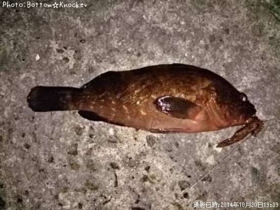 �����ϥ�