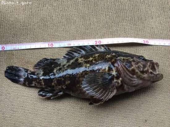 �����Υ���Х�