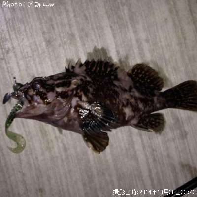 ��饽��