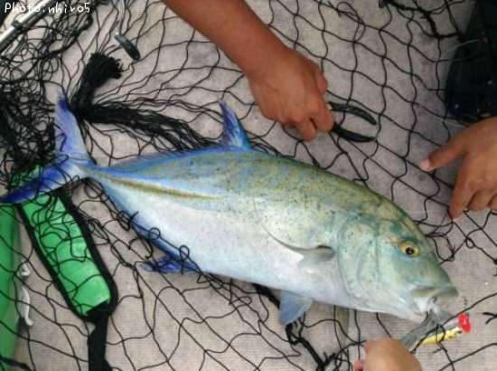 �����ߥ���