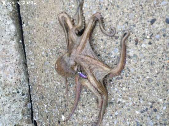 �ޥ�������������