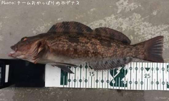 �����ʥ�