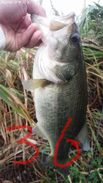 �֥�å��Х�