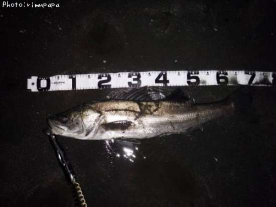 �����Х����ҥ��