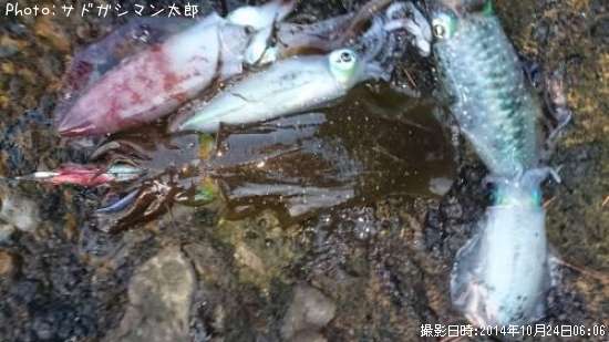 �����ꥤ��