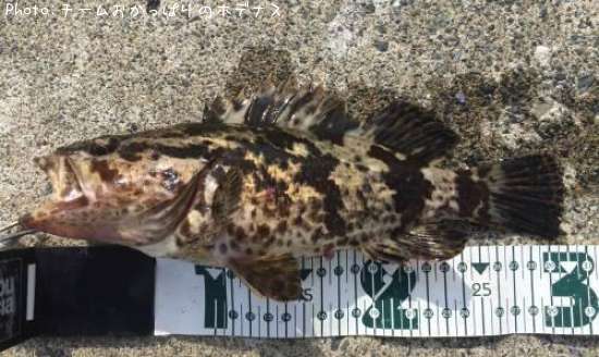 �����Υ���Х�