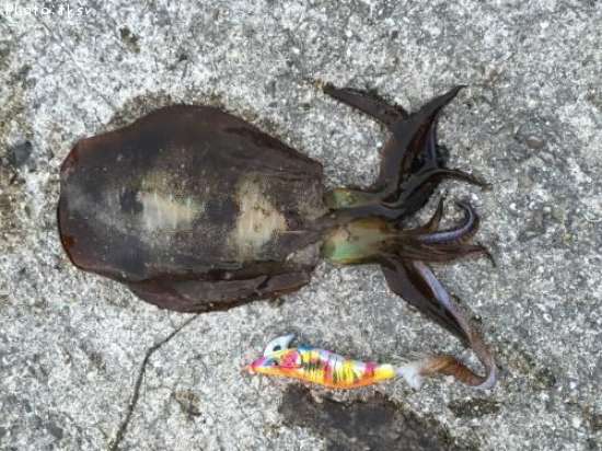 �����ꥤ��