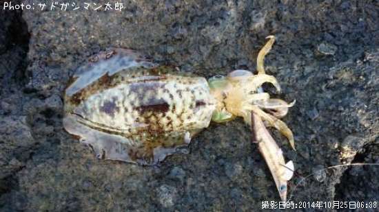 �����ꥤ��