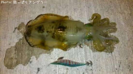 �����ꥤ��