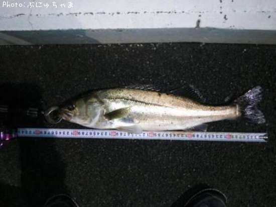 �����Х�