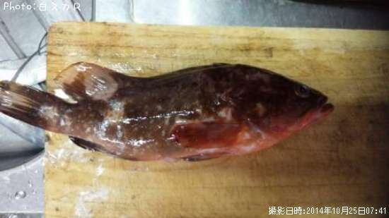 �����ϥ�