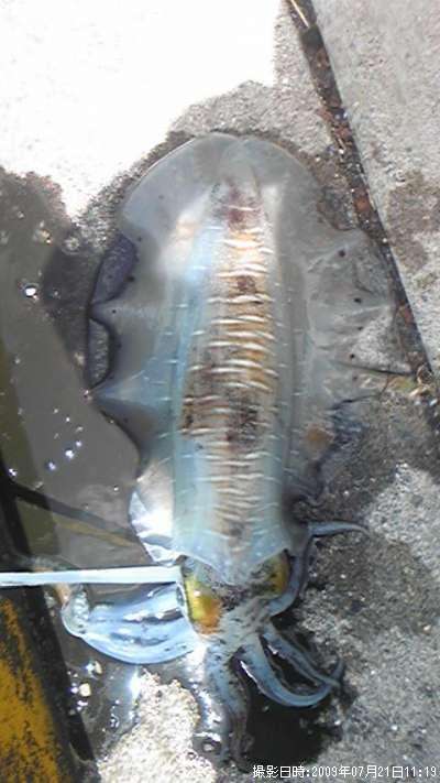 �����ꥤ��