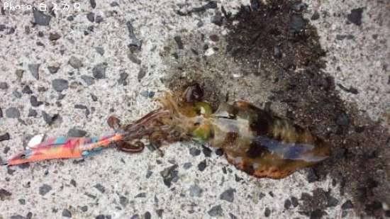 �����ꥤ��