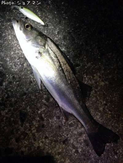 �����Х�