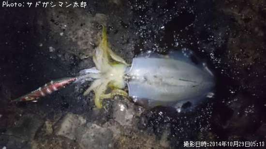 �����ꥤ��