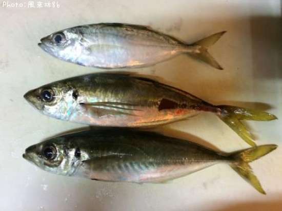 �������ᥢ��