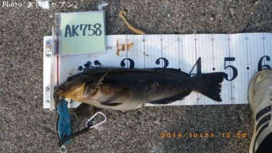 �����ʥ�