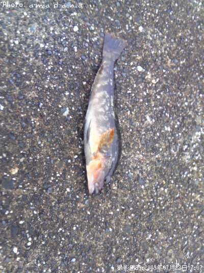 �����ʥ�