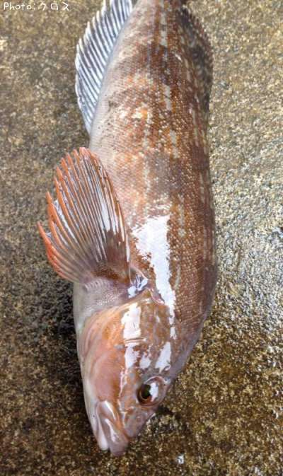 �����ʥ�