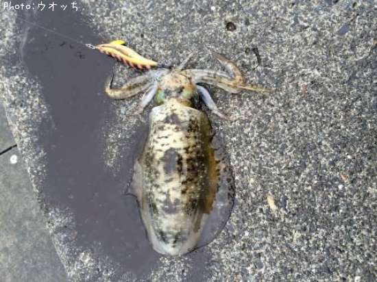 �����ꥤ��