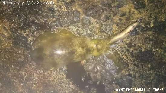 �����ꥤ��