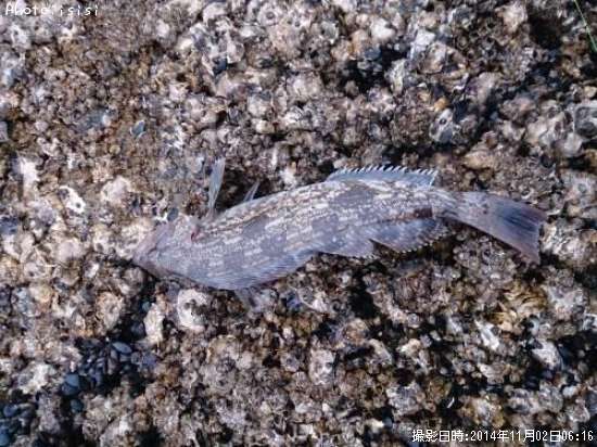 �����ʥ�