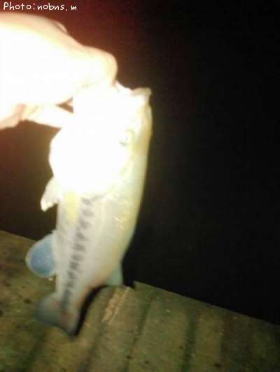 �֥�å��Х�