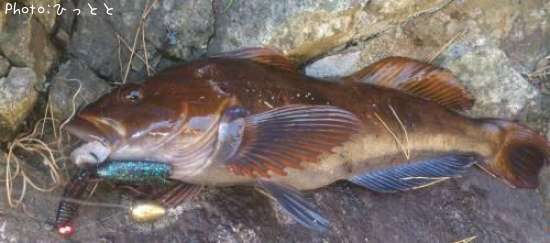 �����ʥ�