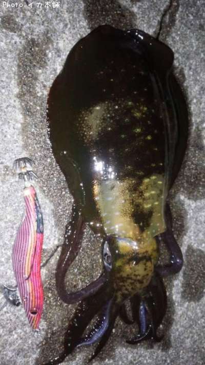 �����ꥤ��