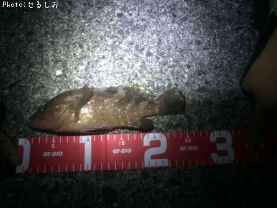 �����ϥ�