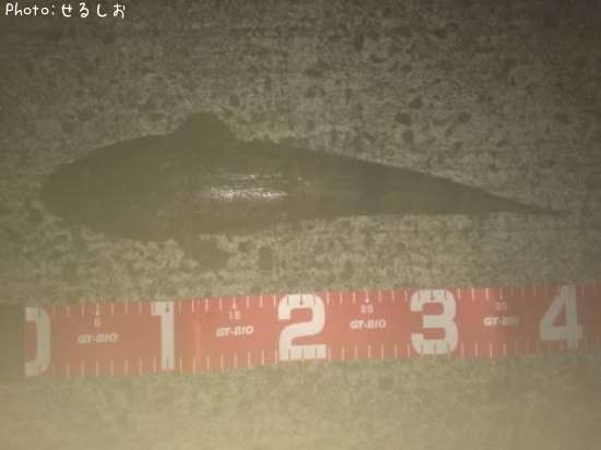 ���ޥ�����