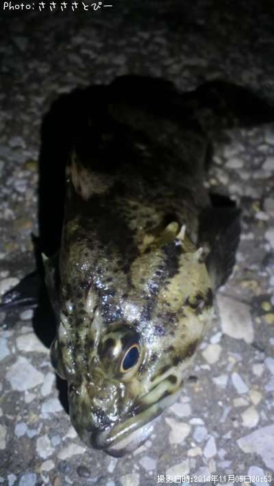 ���ץ���