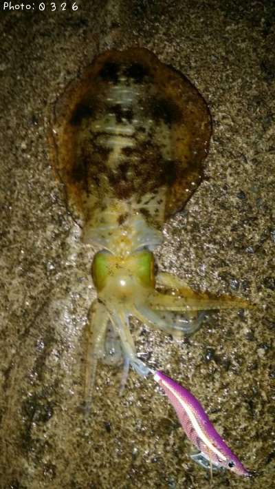 �����ꥤ��