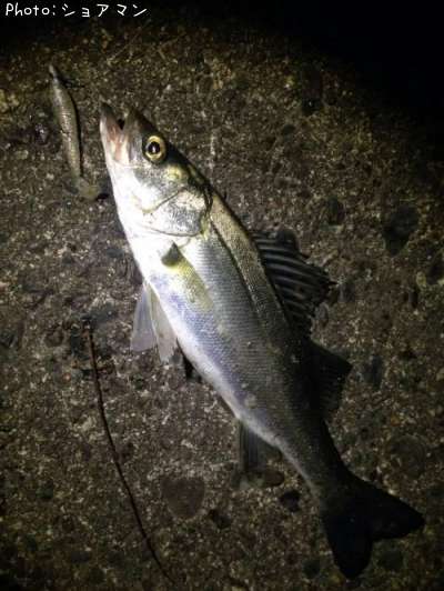 �����Х�