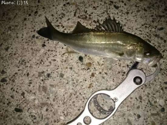 �����Х�