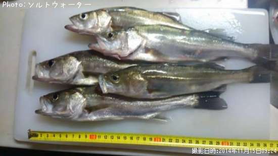 �����Х�