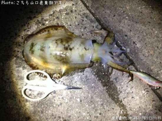 �����ꥤ��