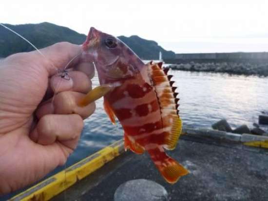 �����ϥ�