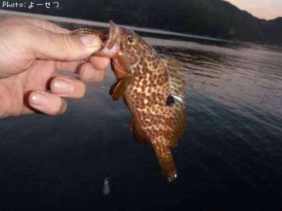 �����ϥ�