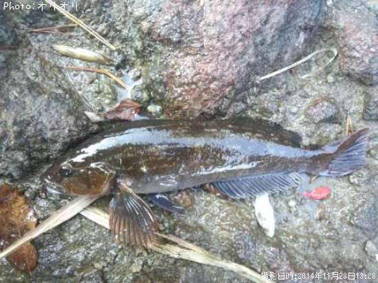 �����ʥ�