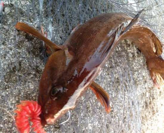 �����ʥ�