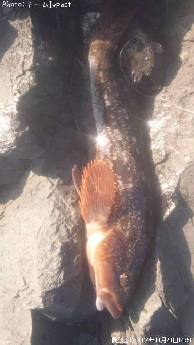 �����ʥ�