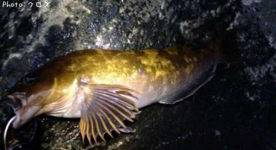 �����ʥ�