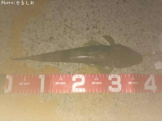 ���ޥ�����