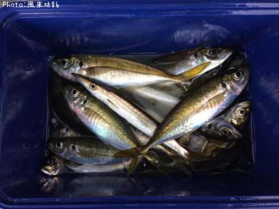 ���������ޥ�