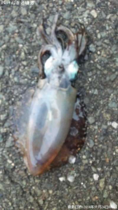 �����ꥤ��