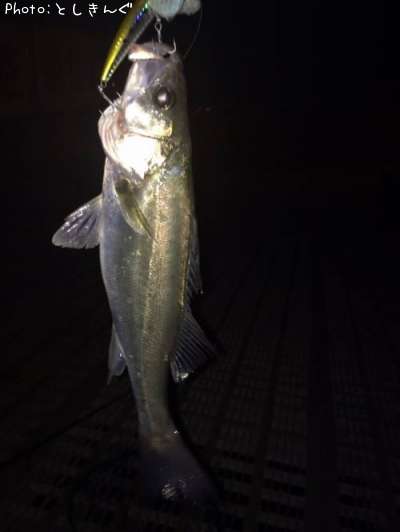 �����Х�