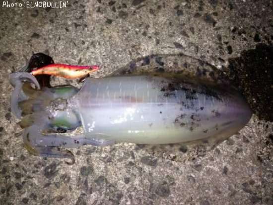 �����ꥤ��