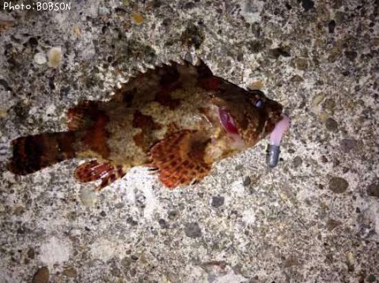 �����֥���饽��